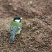 Close-up of a great tit bird on pebbly ground, showcasing natural wildlife.